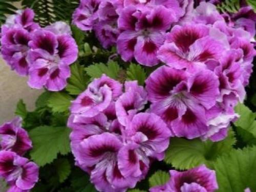 Выращивание пеларгонии из черенков. Знакомство с геранью 02