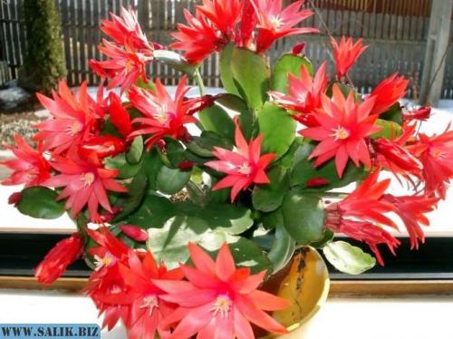 Хатиора приметы можно ли держать дома. Хатиора: приметы, можно ли держать дома 02