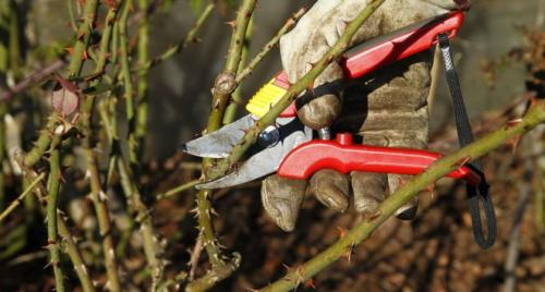 Полуплетистые розы обрезка. Как обрезать плетистую розу на зиму?