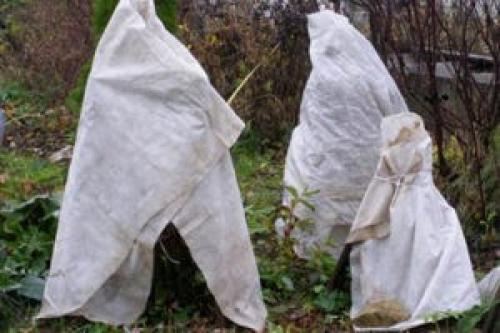 При какой температуре укрыть рододендрон. Как правильно укрыть рододендроны