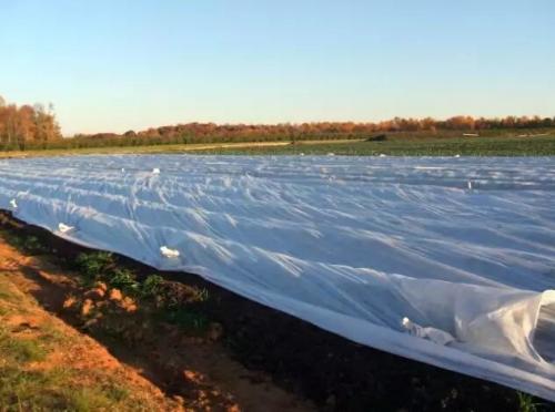 Как укрыть клубнику укрывным материалом на зиму. Чем я клубнику укрывать буду, а чем не буду и другим не советую: укрываем клубнику на зиму надежно и правильно