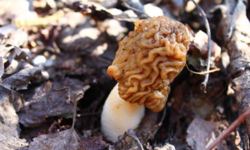 Грибы беларуси справочник. Съедобные, несъедобные и ядовитые грибы Белоруссии