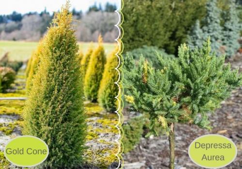 Можжевельник посадка и уход в открытом грунте. Подбор можжевельника, посадка и уход с учетом сортовой принадлежности