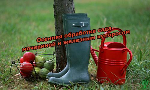 Обработка роз мочевиной осенью. Осенняя обработка сада мочевиной и железным купоросом