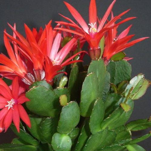 Хатиора приметы можно ли держать дома. Хатиора: приметы, можно ли держать дома 14