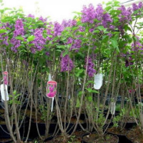 Грунт для сирени. Сирень - посадка и правильная обрезка