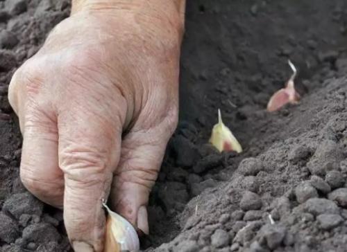 Когда сажать чеснок весной 2019. Когда сажать чеснок весной в открытый грунт в 2019 году