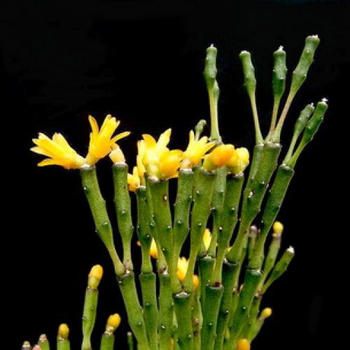 Хатиора приметы можно ли держать дома. Хатиора: приметы, можно ли держать дома 21