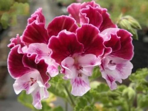 Выращивание пеларгонии из черенков. Знакомство с геранью 03