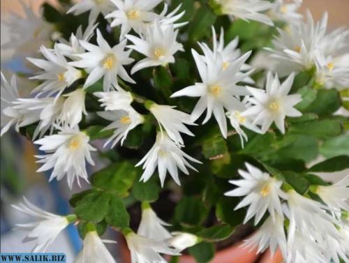 Хатиора приметы можно ли держать дома. Хатиора: приметы, можно ли держать дома 06