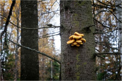 Королевские опята. Королевский опёнок!