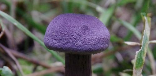 Гриб с фиолетовой шляпкой и белой ножкой. Фиолетовый гриб