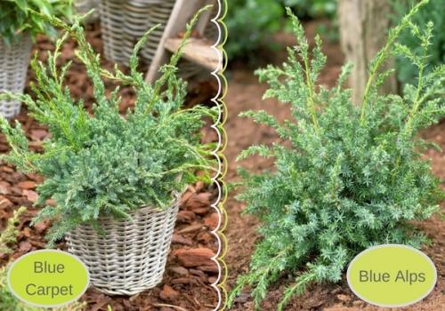 Можжевельник посадка и уход в открытом грунте. Подбор можжевельника, посадка и уход с учетом сортовой принадлежности