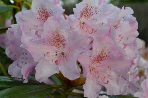 Зимостойкие сорта рододендронов для Подмосковья. Сорта вечнозеленых рододендронов для Подмосковья