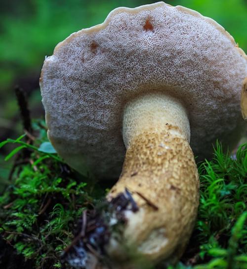 Ложный подосиновик российских лесов.