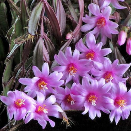 Хатиора приметы можно ли держать дома. Хатиора: приметы, можно ли держать дома 18