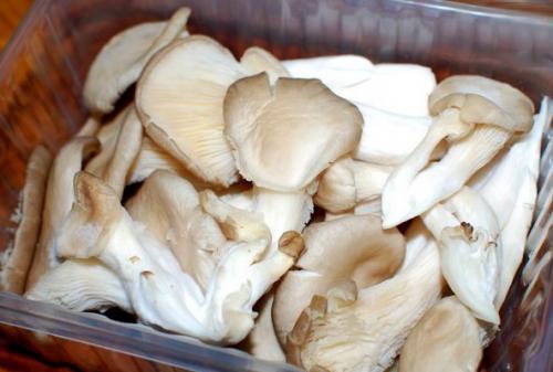 Вешенки сколько готовить по времени. Как правильно жарить вешенку - советы и рецепт