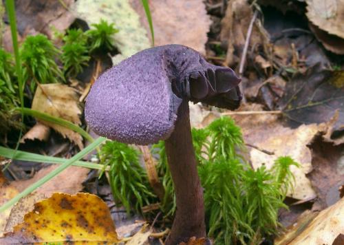 Синие грибы. Время синих