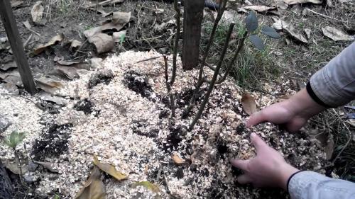 Можно ли не укрывать розы на зиму. Как правильно укрыть розы на зиму: лучшие варианты для зимнего укрытия