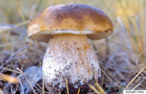 Белый гриб в разрезе. Какие бывают белые грибы? 03