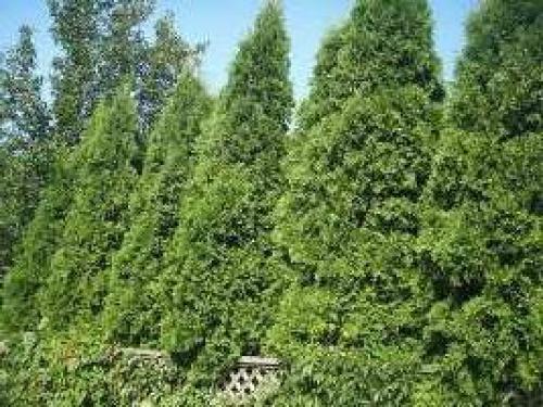 Можжевельник посадка осенью и уход в открытом грунте. Секреты садоводства: посадка можжевельника осенью 02