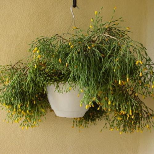 Хатиора приметы можно ли держать дома. Хатиора: приметы, можно ли держать дома 20