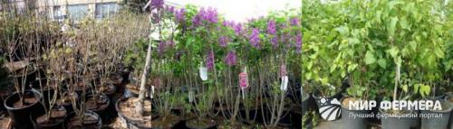 Можно ли сирень сажать осенью. Выбор места 03