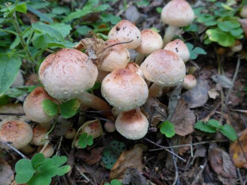 Грибы похожие на опята, но желтые. Ложные опята и чешуйчатки. Фото.