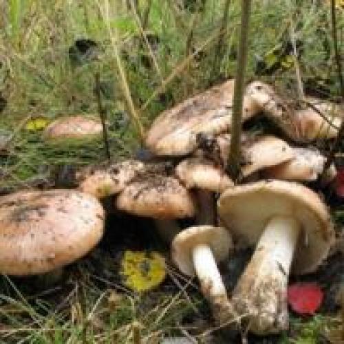 Какие грибы растут в тополиных посадках. Рядовка тополевая