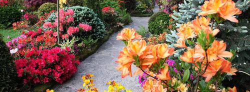 Когда укрывать рододендроны в подмосковье. Укрываем рододендрон на зимнее время 06