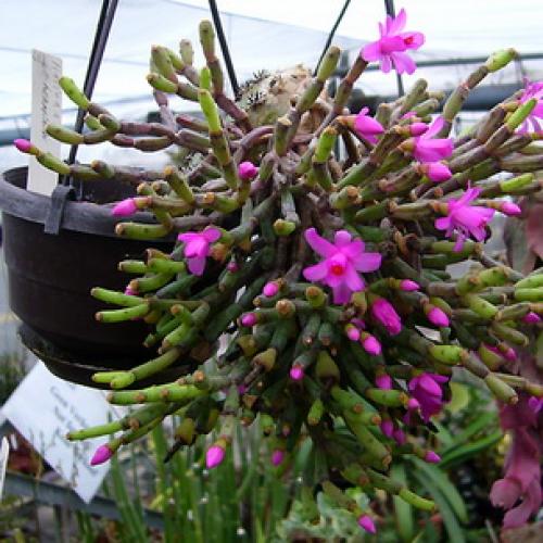 Хатиора приметы можно ли держать дома. Хатиора: приметы, можно ли держать дома 13