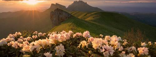 Когда укрывать рододендроны в подмосковье. Укрываем рододендрон на зимнее время 07