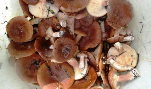 Как засолить рядовки грибы. Способы засолки рядовок на зиму 03