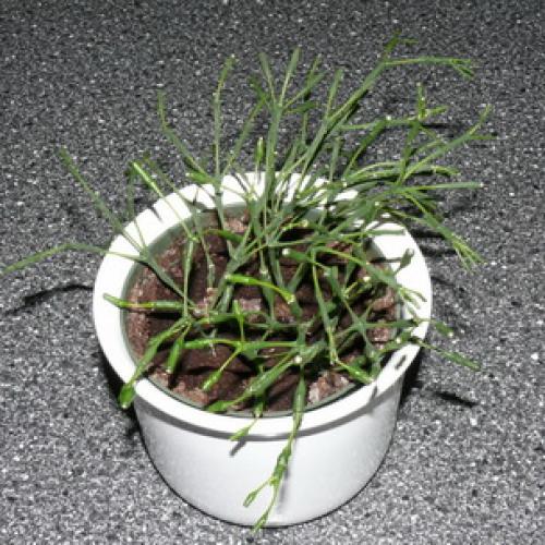 Хатиора приметы можно ли держать дома. Хатиора: приметы, можно ли держать дома 10