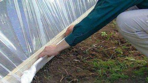 Когда нужно укрывать розы на зиму. Укрытие роз на зиму: Оптимальные сроки 03