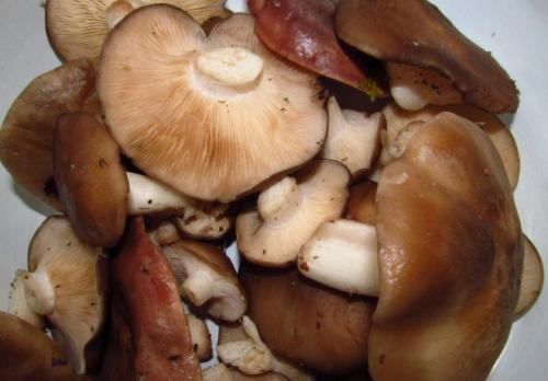 Рядовки засолка в рассоле. Рецепт соления рядовки