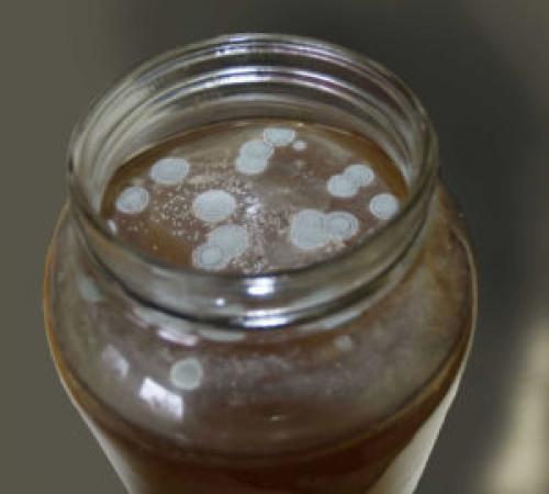 Плесень на свежих грибах. Чайный гриб заплесневел: что делать, если появляется плесень в банке