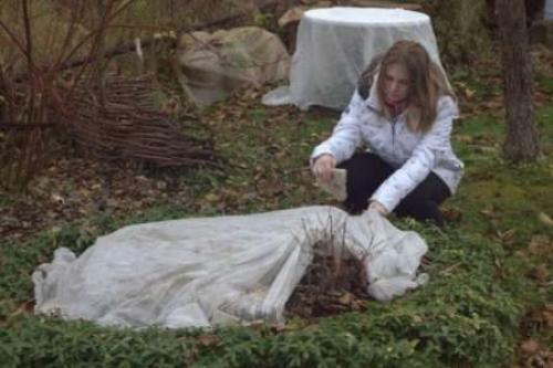 Когда нужно укрывать розы на зиму. Укрытие роз на зиму: Оптимальные сроки 02