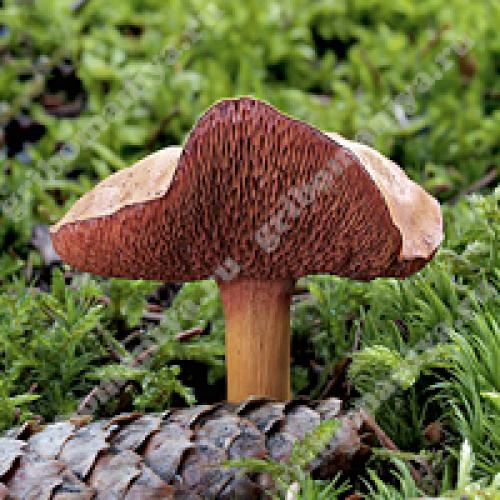 Козляк гриб съедобный или нет. — условно съедобный гриб 04