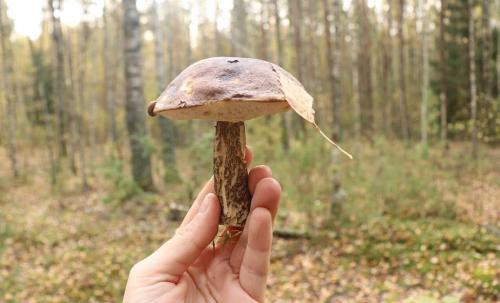 Какие грибы растут в беларуси. Первые весенние виды 06