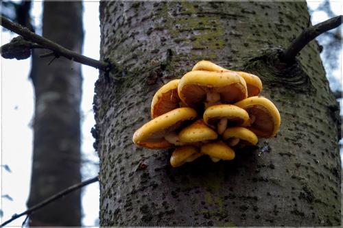 Королевские опята. Королевский опёнок!