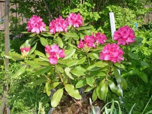 Зимостойкие сорта рододендронов для Подмосковья. Сорта вечнозеленых рододендронов для Подмосковья