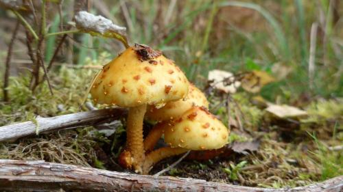 Грибы похожие на опята, но желтые. Ложные опята и чешуйчатки. Фото.