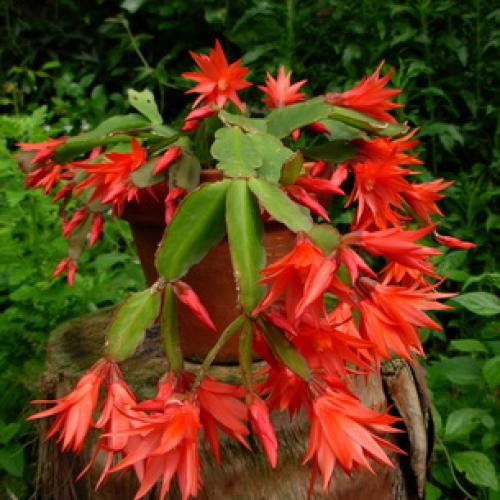 Хатиора приметы можно ли держать дома. Хатиора: приметы, можно ли держать дома 15