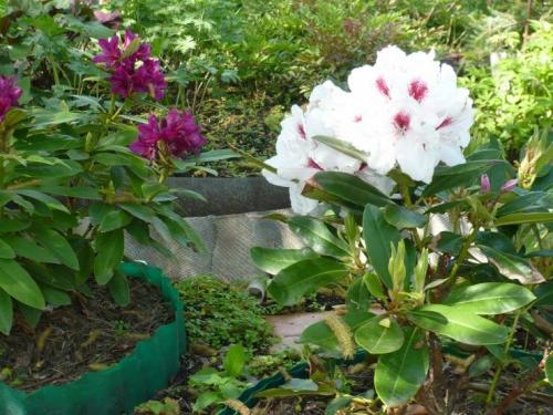 Зимостойкие сорта рододендронов для Подмосковья. Сорта вечнозеленых рододендронов для Подмосковья