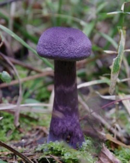 Фиолетовые грибы ядовитые. Фиолетовый гриб
