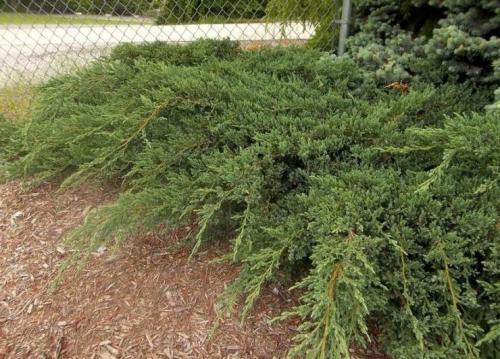 Можжевельник в саду. Виды можжевельника: фото и описание