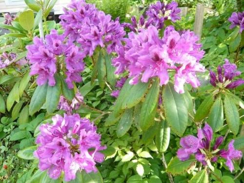 Зимостойкие сорта рододендронов для Подмосковья. Сорта вечнозеленых рододендронов для Подмосковья