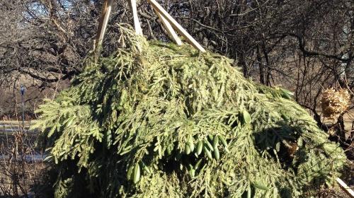 При какой температуре укрыть рододендрон. Как правильно укрыть рододендроны