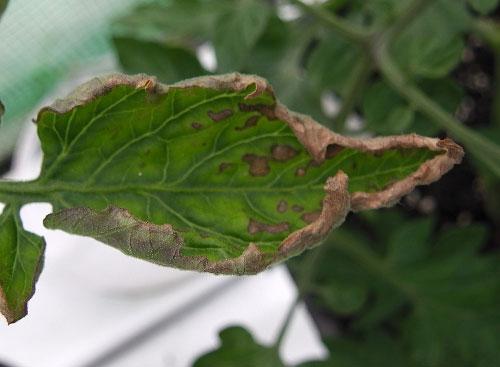 Листья томатов переворачиваются. Что делать, если скручиваются листья у помидоров (томатов) в теплице и грунте